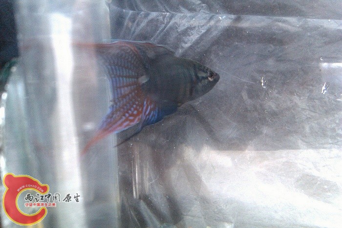 IMAG1217.jpg