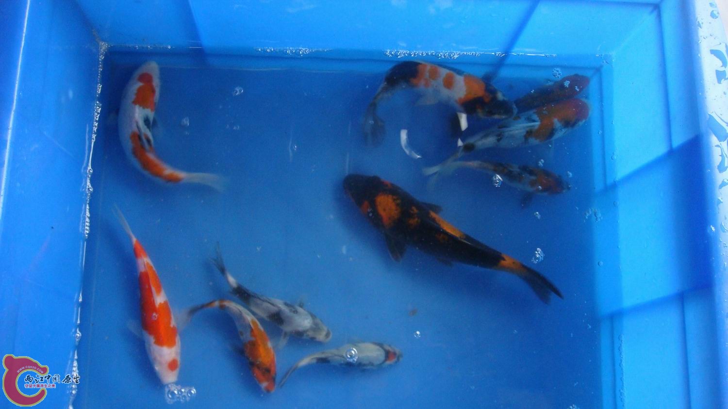 DSC04854.JPG