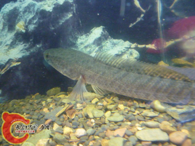 P1070631.JPG