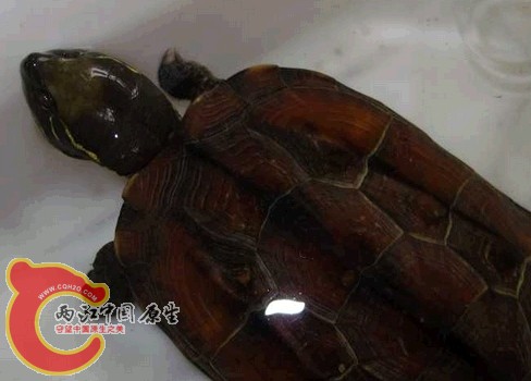 搜狗截图120822_11.jpg