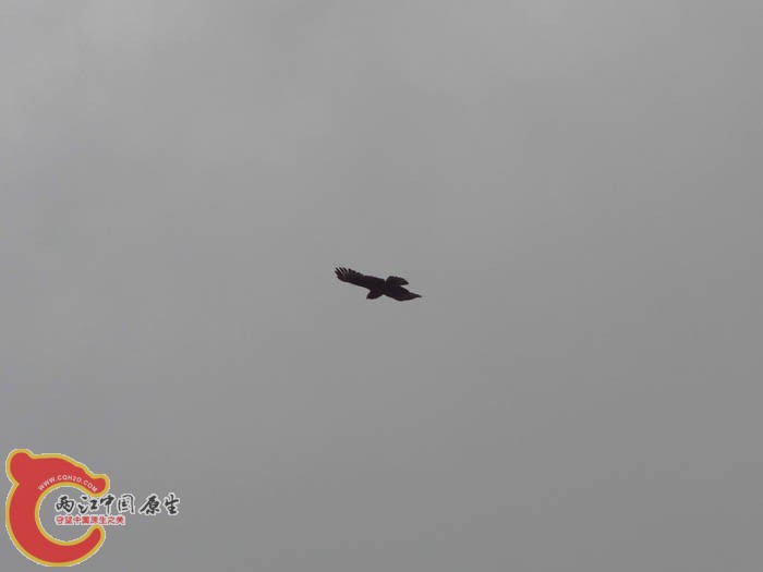 IMG_4619.jpg