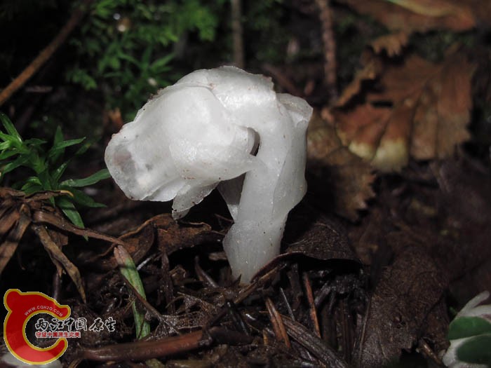 水晶兰