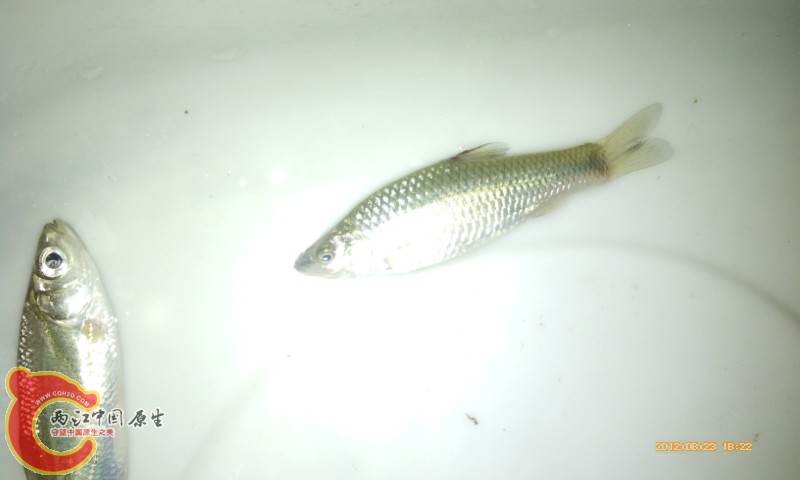 IMG_20120823_182236.jpg