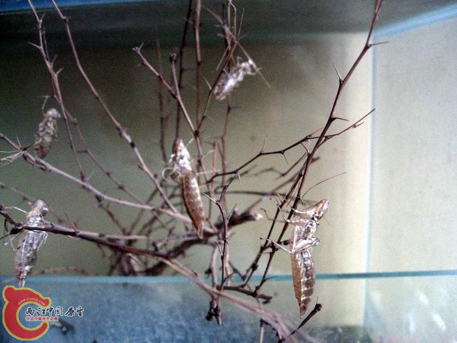 照片 1257.jpg
