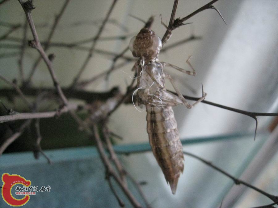 照片 1258.jpg
