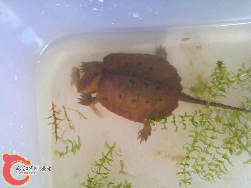 小鹰吃鱼.jpg
