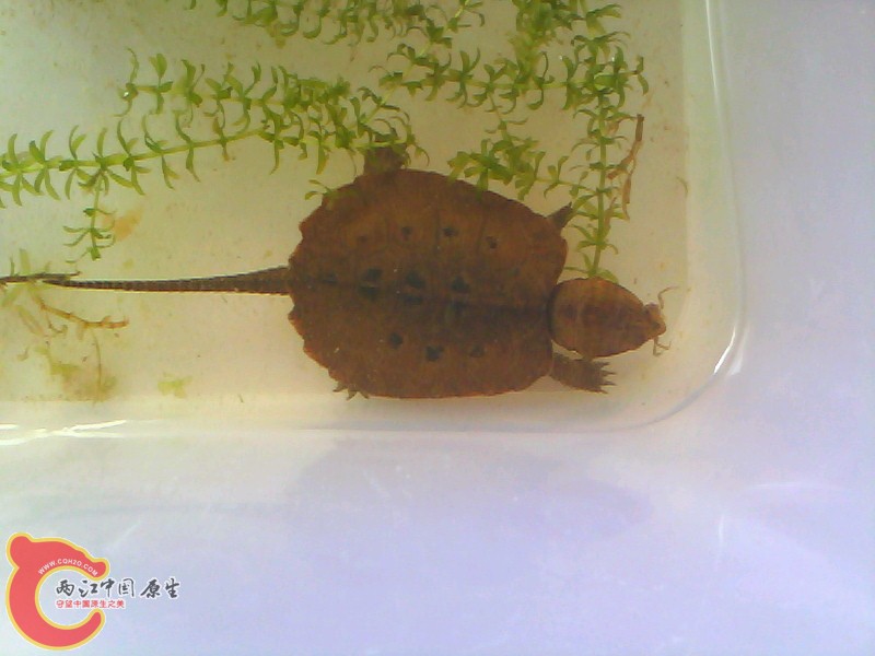 小鹰吃蟹.jpg