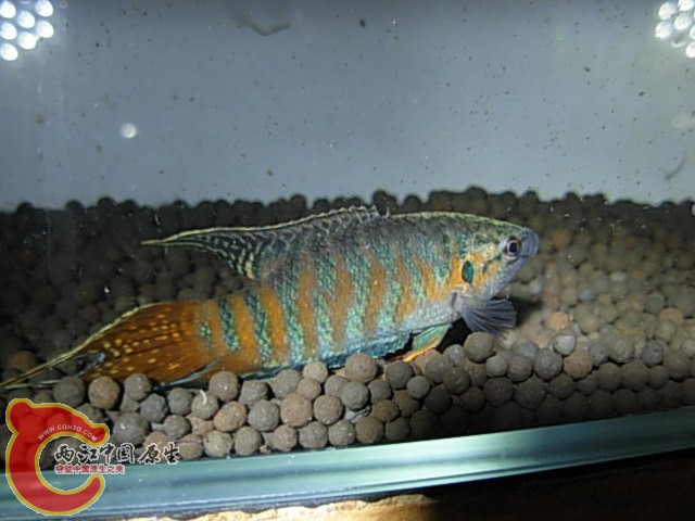 DSCN5907.JPG