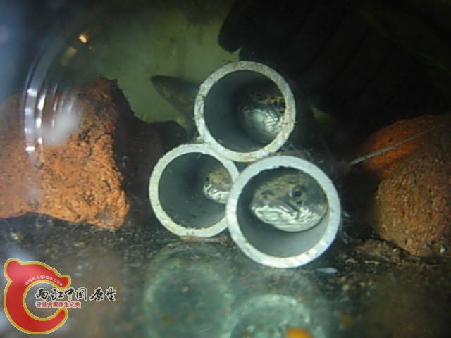 DSCN5906.JPG