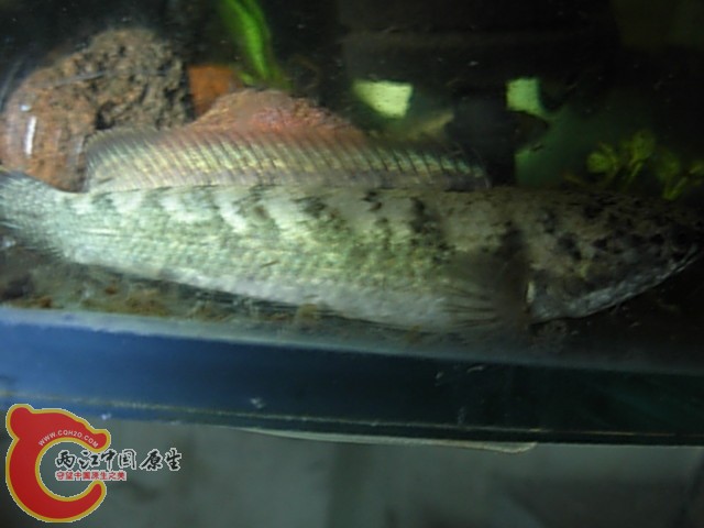 DSCN5903.JPG