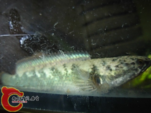 DSCN5904.JPG