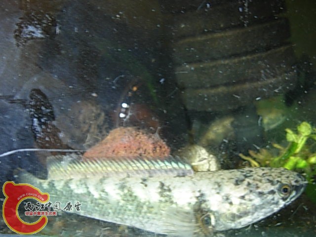 DSCN5905.JPG