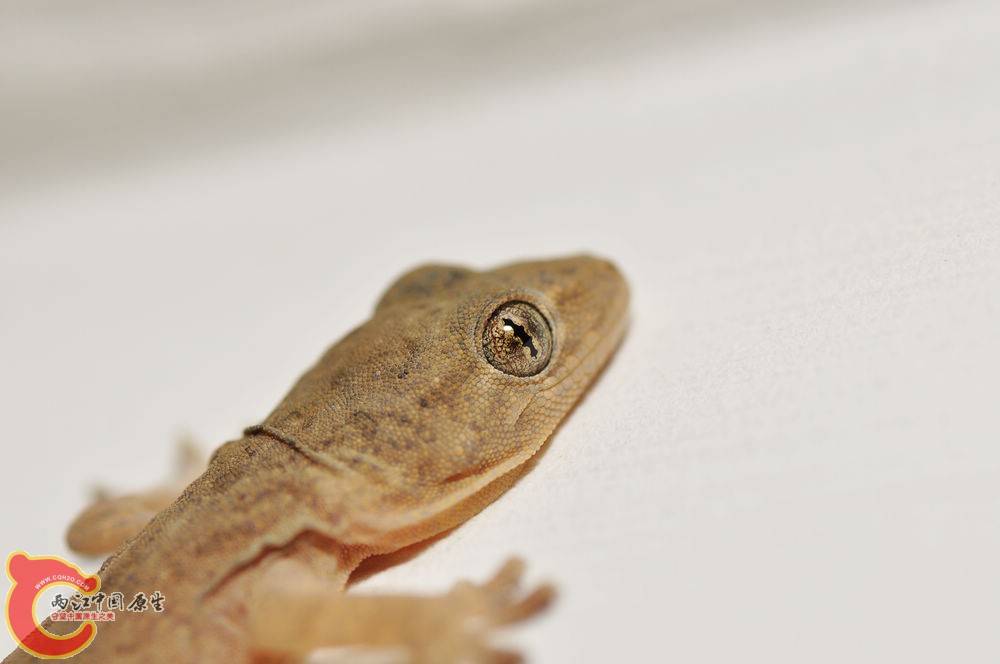 DSC_0102.jpg