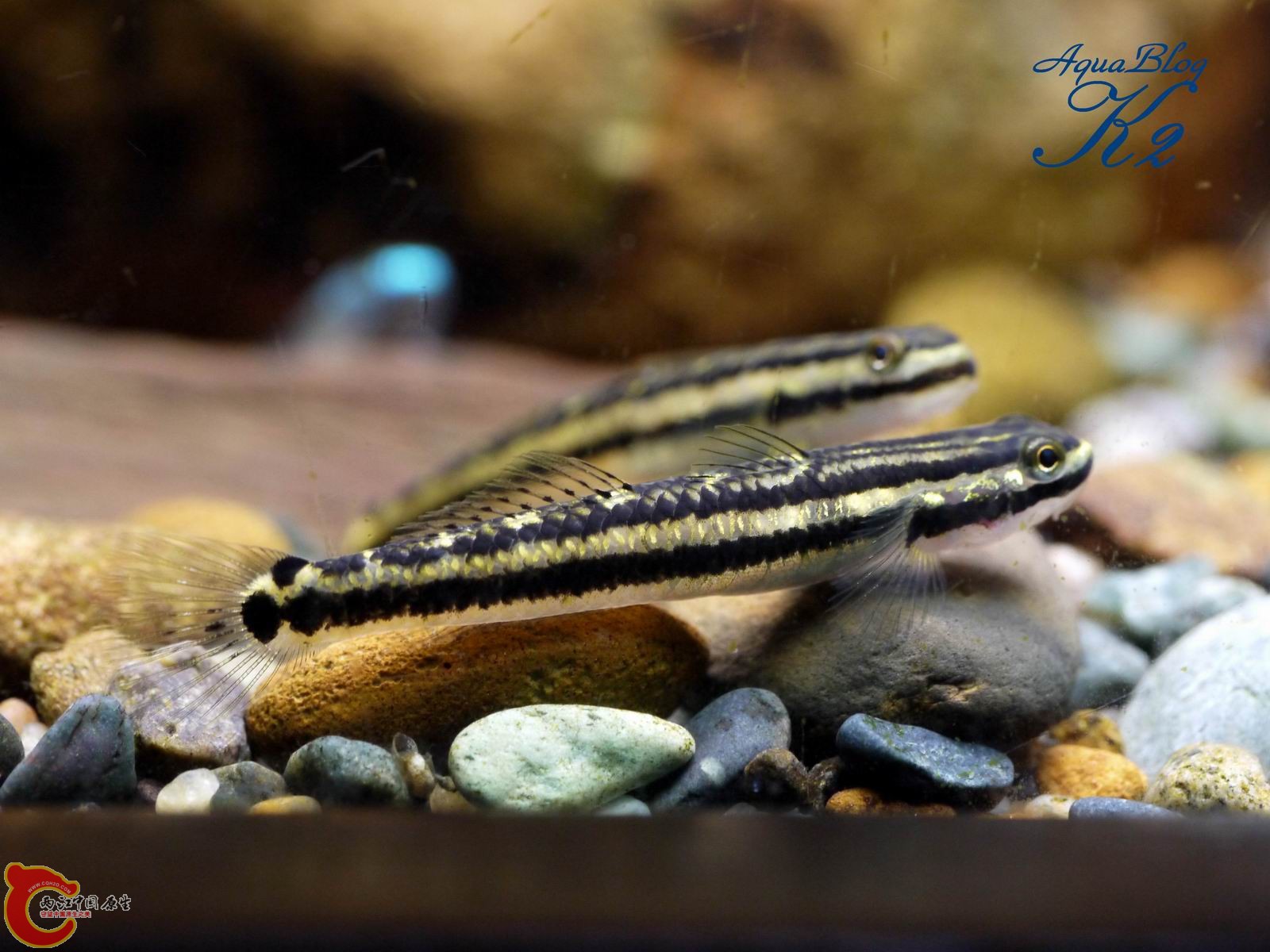 紫身（母）Stiphodon atropurpureus female