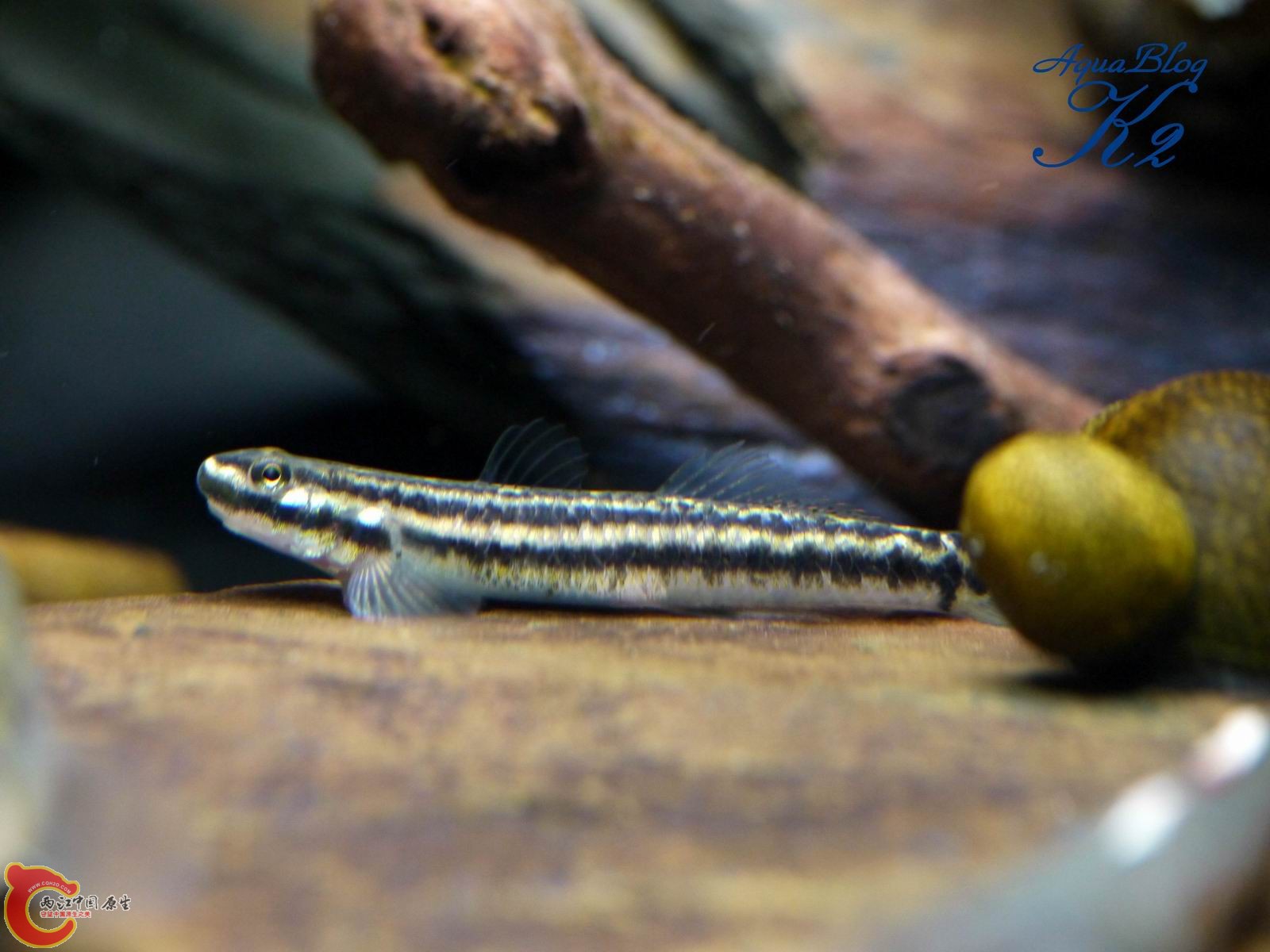 黑鰭（母）Stiphodon percnopterygionus female