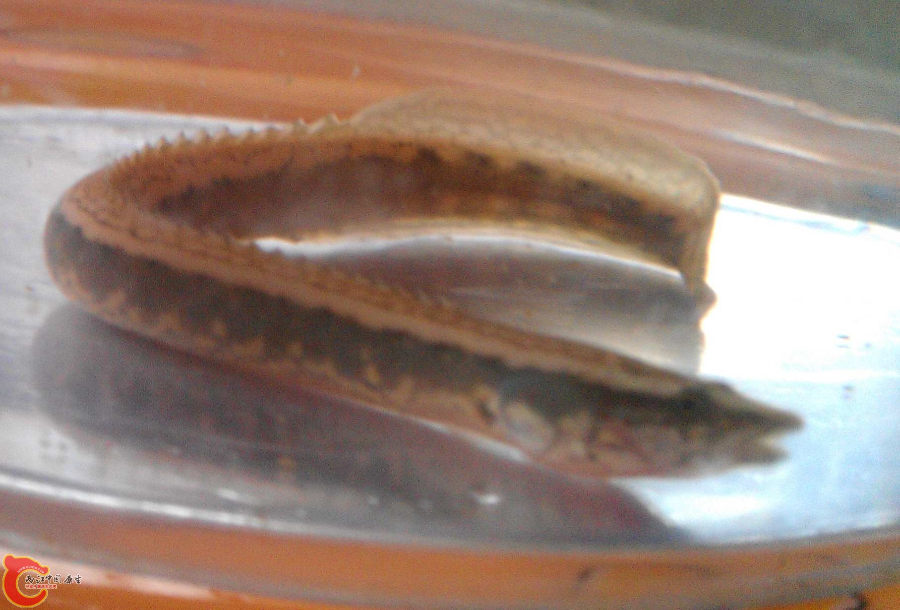 IMAG0482.jpg