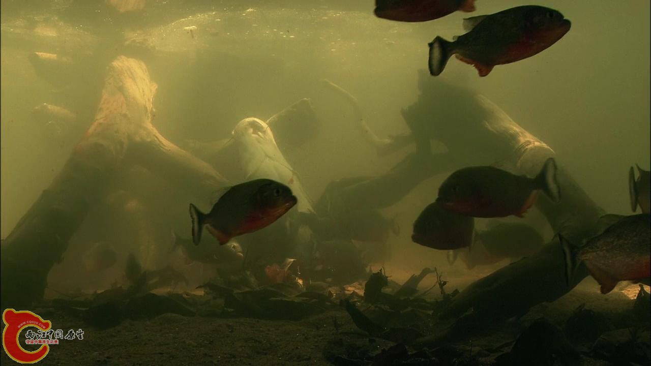 [亚马逊：太阳河].Discovery.HD-The.Amazon.River.of.the.Sun.Blu-ray.720p.x264.DD51.jpg