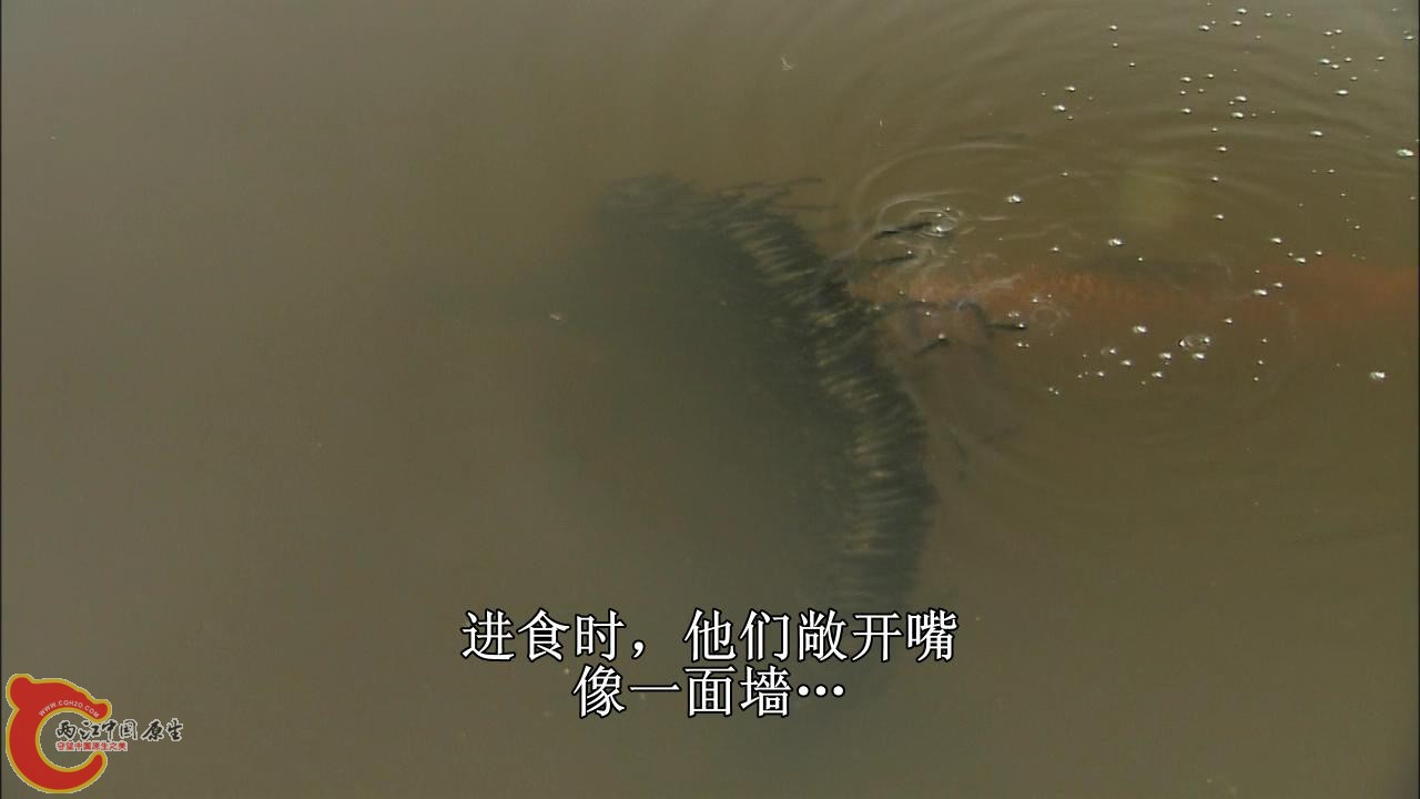 [亚马逊：太阳河].Discovery.HD-The.Amazon.River.of.the.Sun.Blu-ray.720p.x264.DD51.jpg