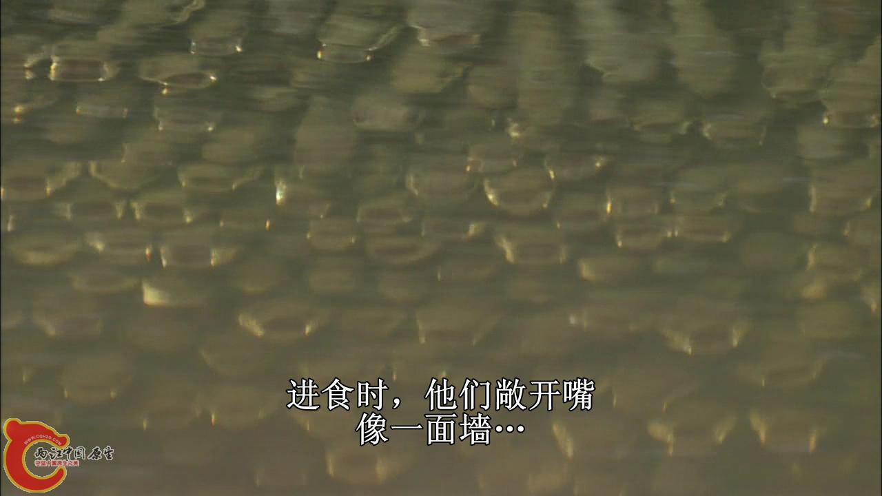 [亚马逊：太阳河].Discovery.HD-The.Amazon.River.of.the.Sun.Blu-ray.720p.x264.DD51.jpg