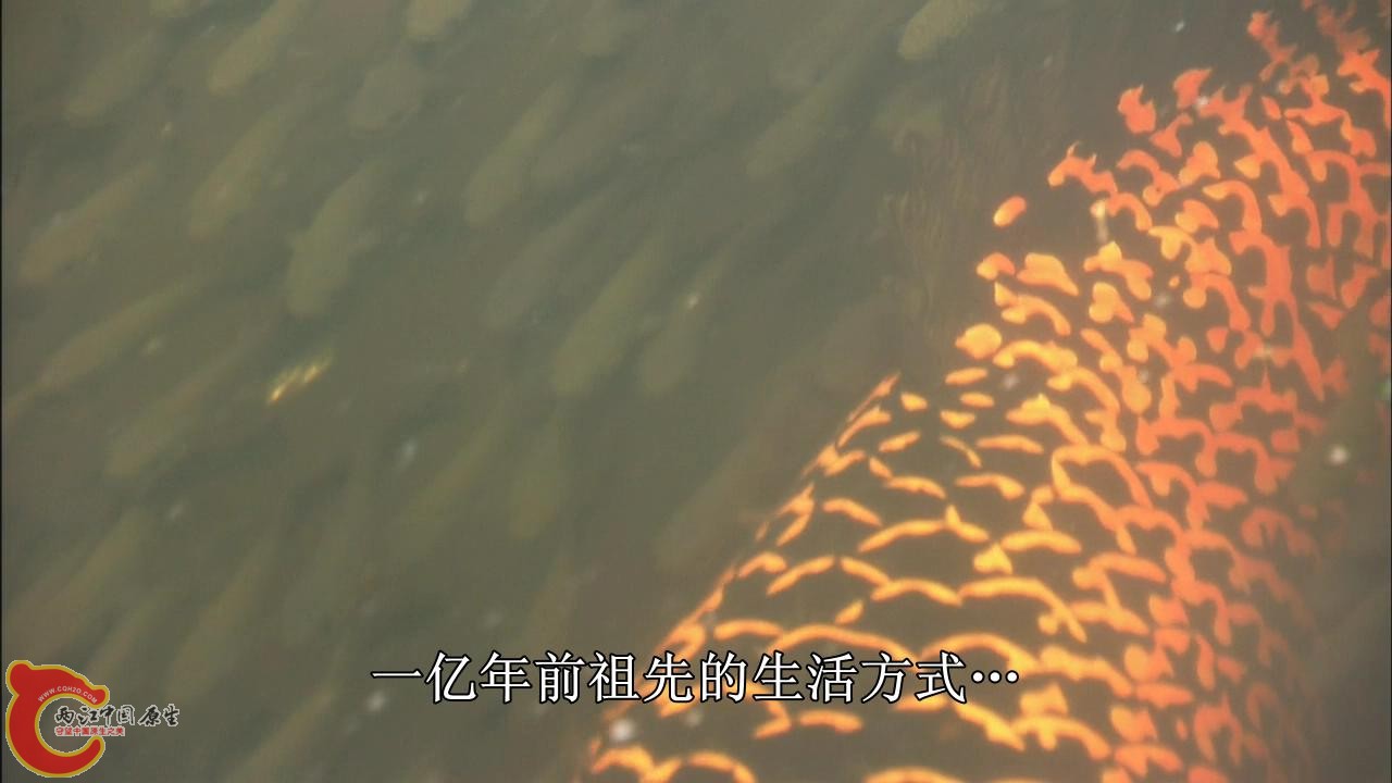 [亚马逊：太阳河].Discovery.HD-The.Amazon.River.of.the.Sun.Blu-ray.720p.x264.DD51.jpg