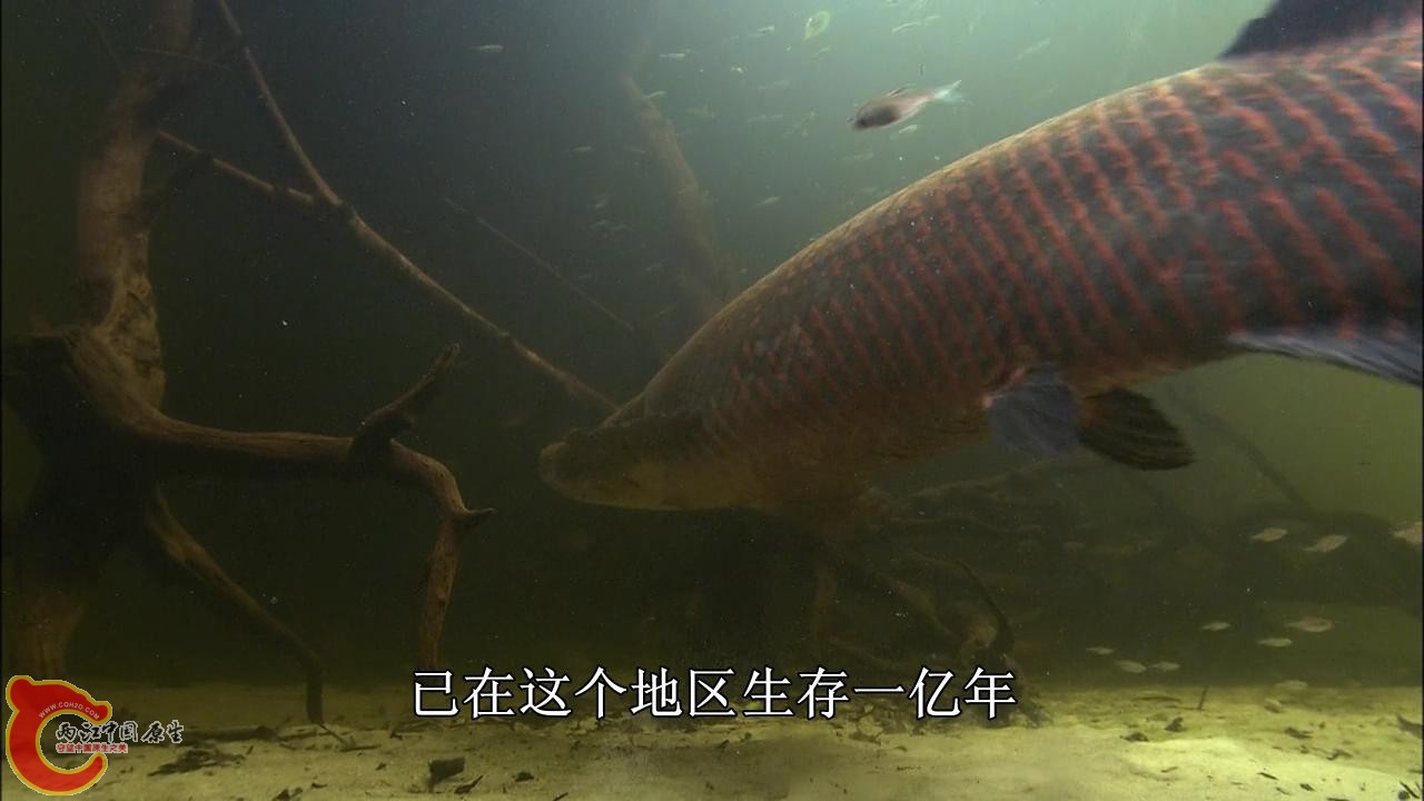 [亚马逊：太阳河].Discovery.HD-The.Amazon.River.of.the.Sun.Blu-ray.720p.x264.DD51.jpg