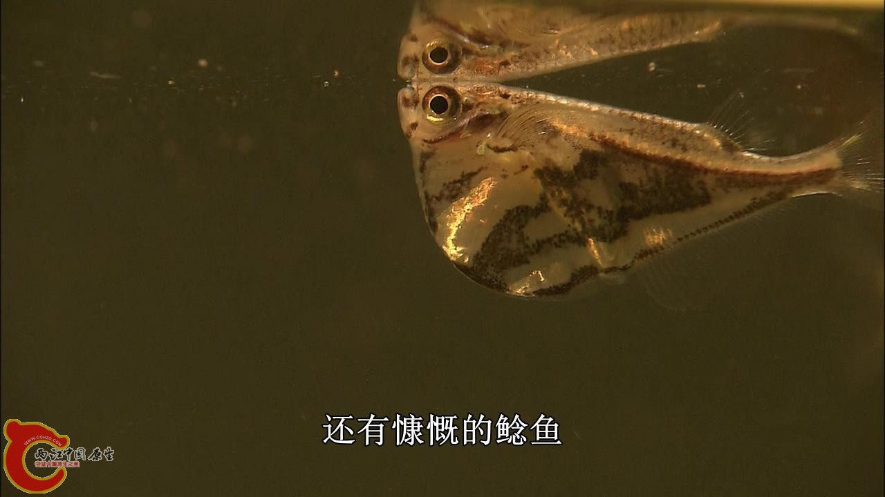 [亚马逊：太阳河].Discovery.HD-The.Amazon.River.of.the.Sun.Blu-ray.720p.x264.DD51.jpg