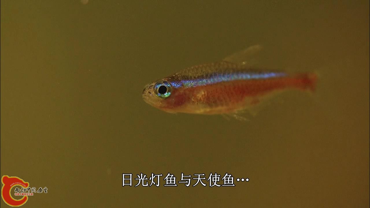 [亚马逊：太阳河].Discovery.HD-The.Amazon.River.of.the.Sun.Blu-ray.720p.x264.DD51.jpg
