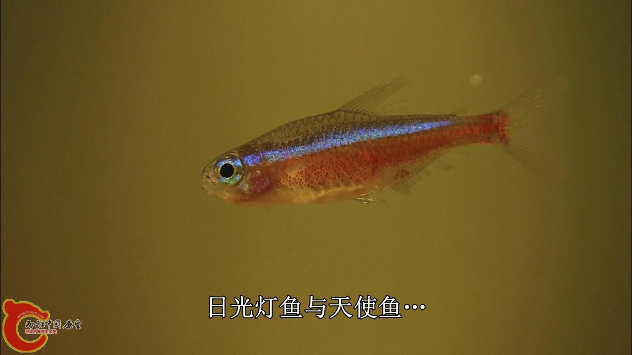 [亚马逊：太阳河].Discovery.HD-The.Amazon.River.of.the.Sun.Blu-ray.720p.x264.DD51.jpg
