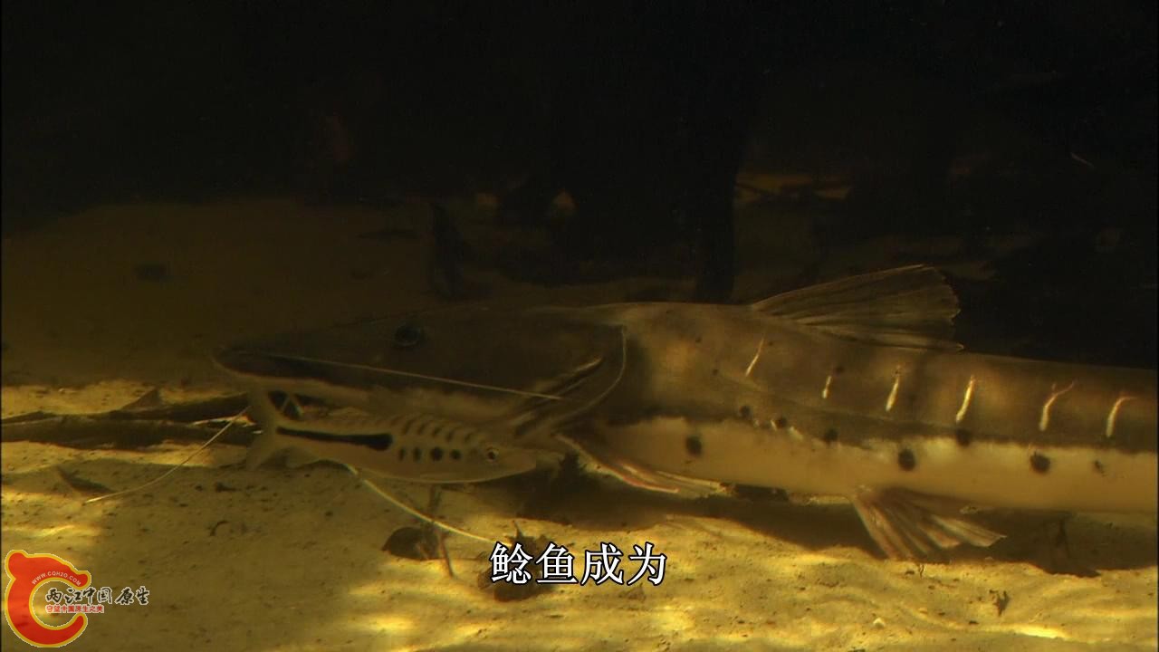 [亚马逊：太阳河].Discovery.HD-The.Amazon.River.of.the.Sun.Blu-ray.720p.x264.DD51.jpg
