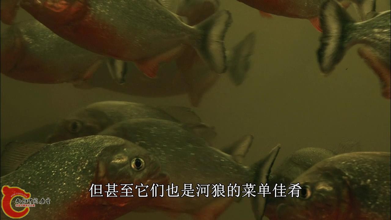 [亚马逊：太阳河].Discovery.HD-The.Amazon.River.of.the.Sun.Blu-ray.720p.x264.DD51.jpg