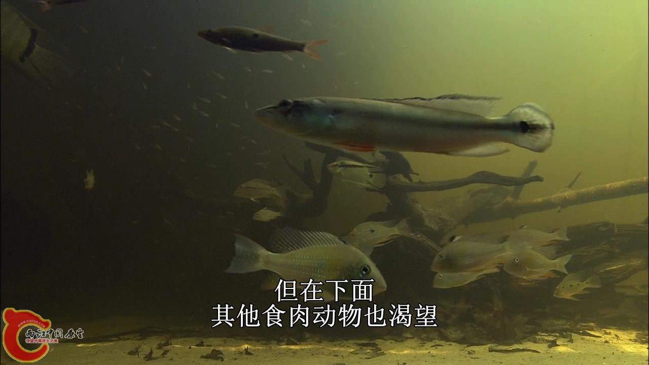 [亚马逊：太阳河].Discovery.HD-The.Amazon.River.of.the.Sun.Blu-ray.720p.x264.DD51.jpg