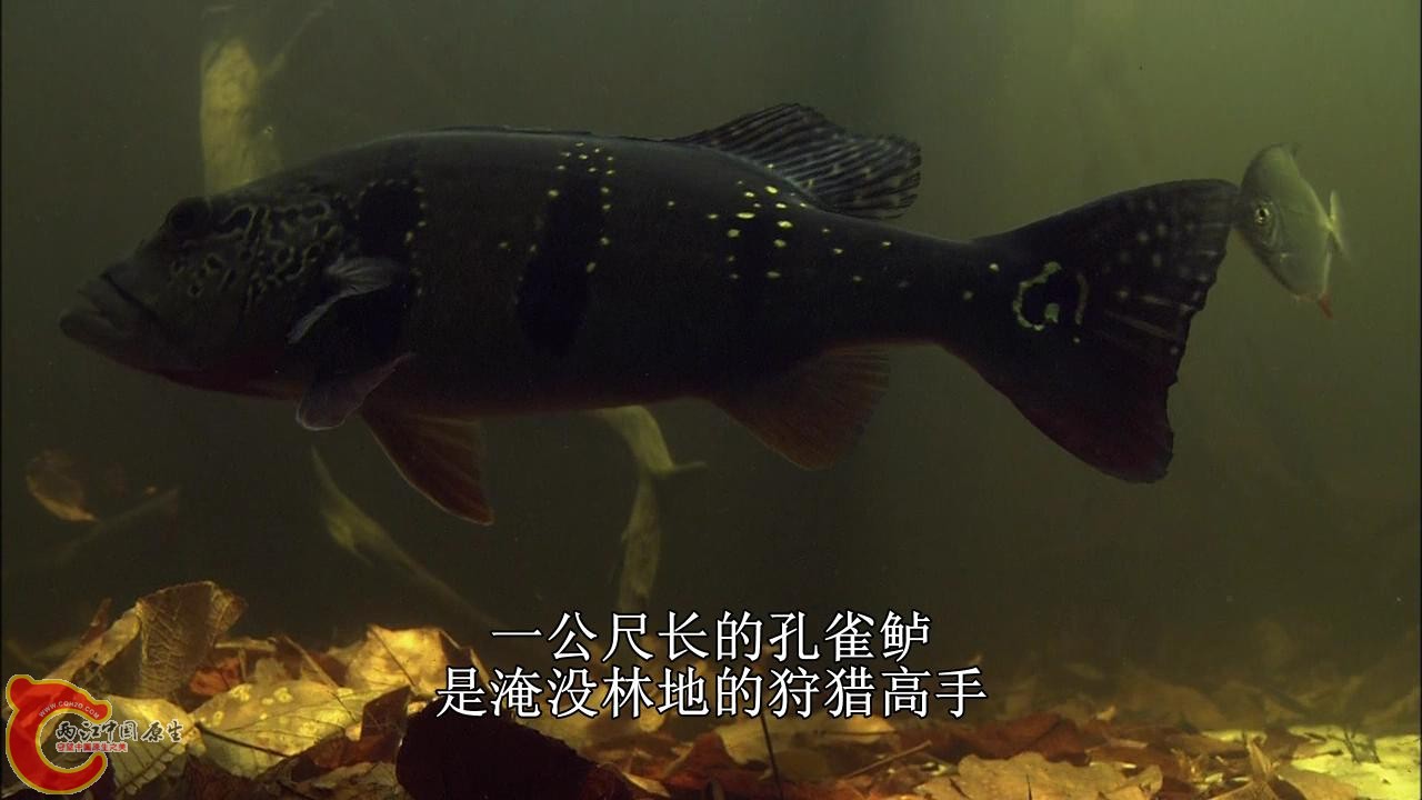 [亚马逊：太阳河].Discovery.HD-The.Amazon.River.of.the.Sun.Blu-ray.720p.x264.DD51.jpg