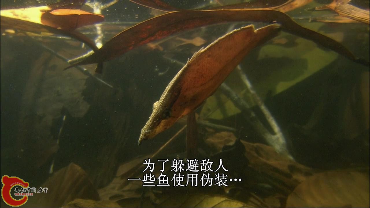 [亚马逊：太阳河].Discovery.HD-The.Amazon.River.of.the.Sun.Blu-ray.720p.x264.DD51.jpg