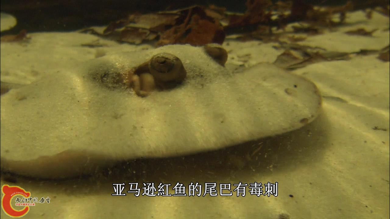 [亚马逊：太阳河].Discovery.HD-The.Amazon.River.of.the.Sun.Blu-ray.720p.x264.DD51.jpg