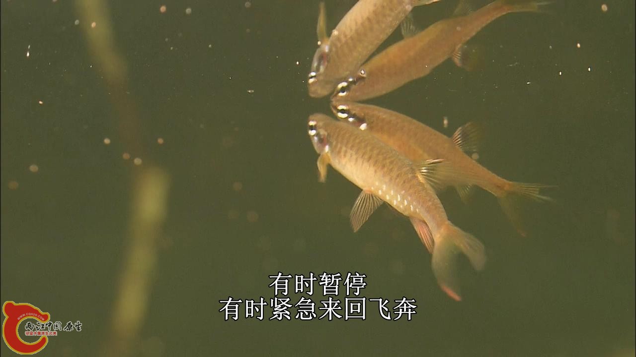 [亚马逊：太阳河].Discovery.HD-The.Amazon.River.of.the.Sun.Blu-ray.720p.x264.DD51.jpg
