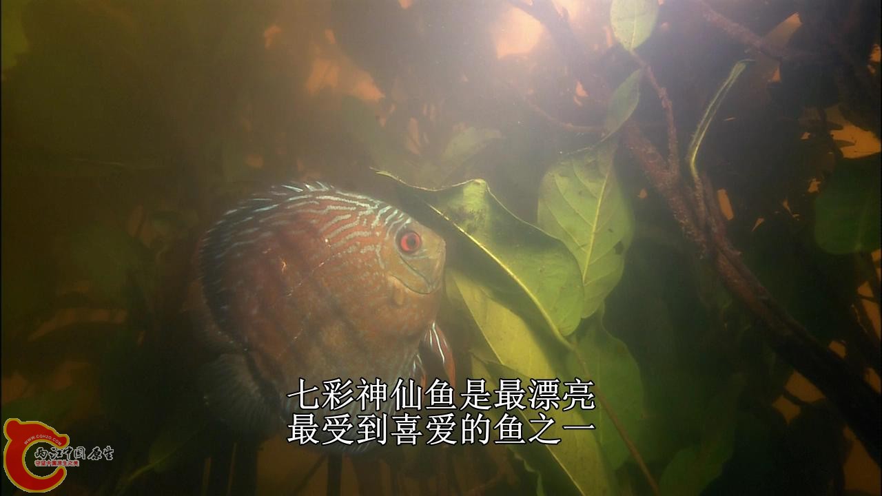 [亚马逊：太阳河].Discovery.HD-The.Amazon.River.of.the.Sun.Blu-ray.720p.x264.DD51.jpg