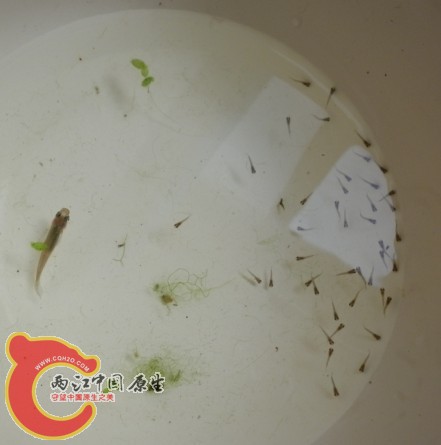 食蚊鱼生的宝宝