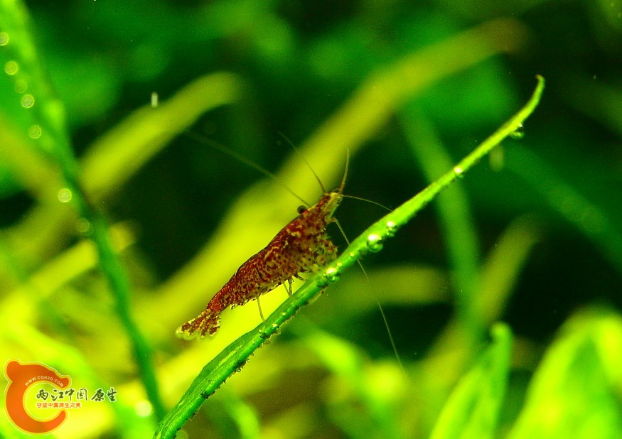 不记得是不是同一只