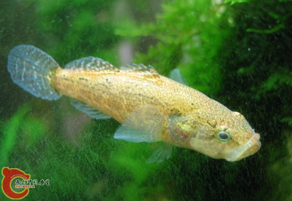 刚下缸时的体色--够白啊