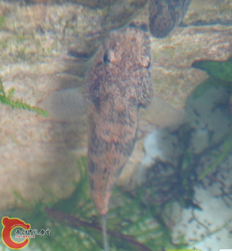 基本正常的体色