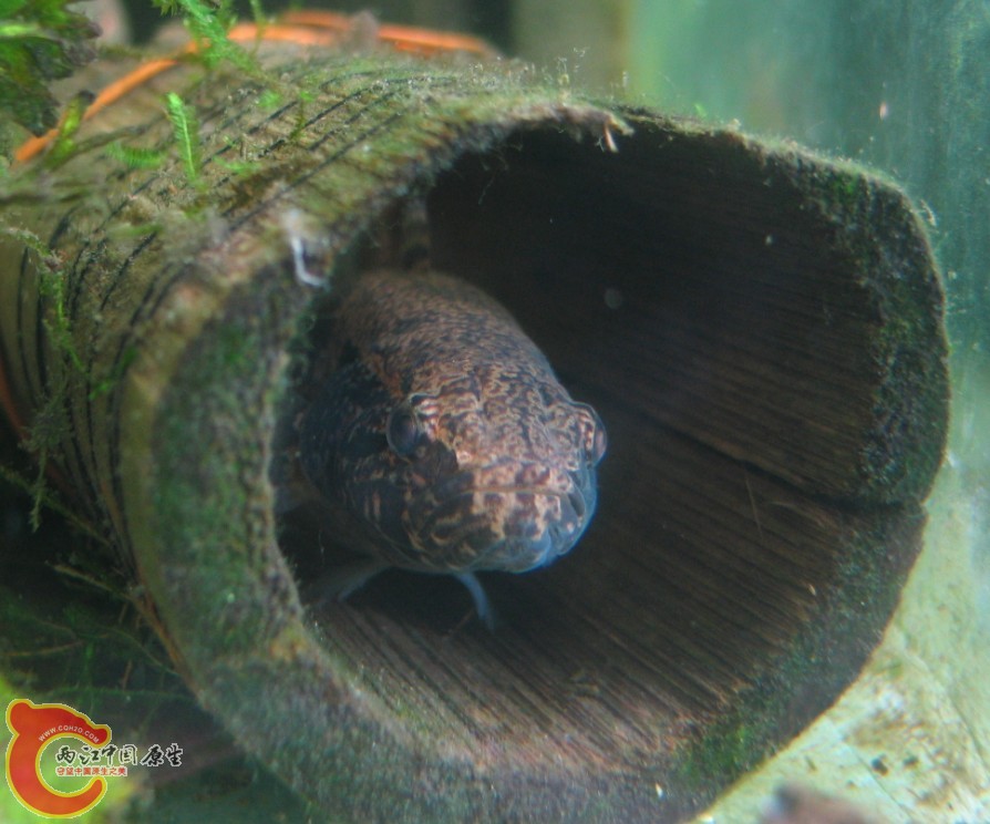 目露凶光的沙塘鳢