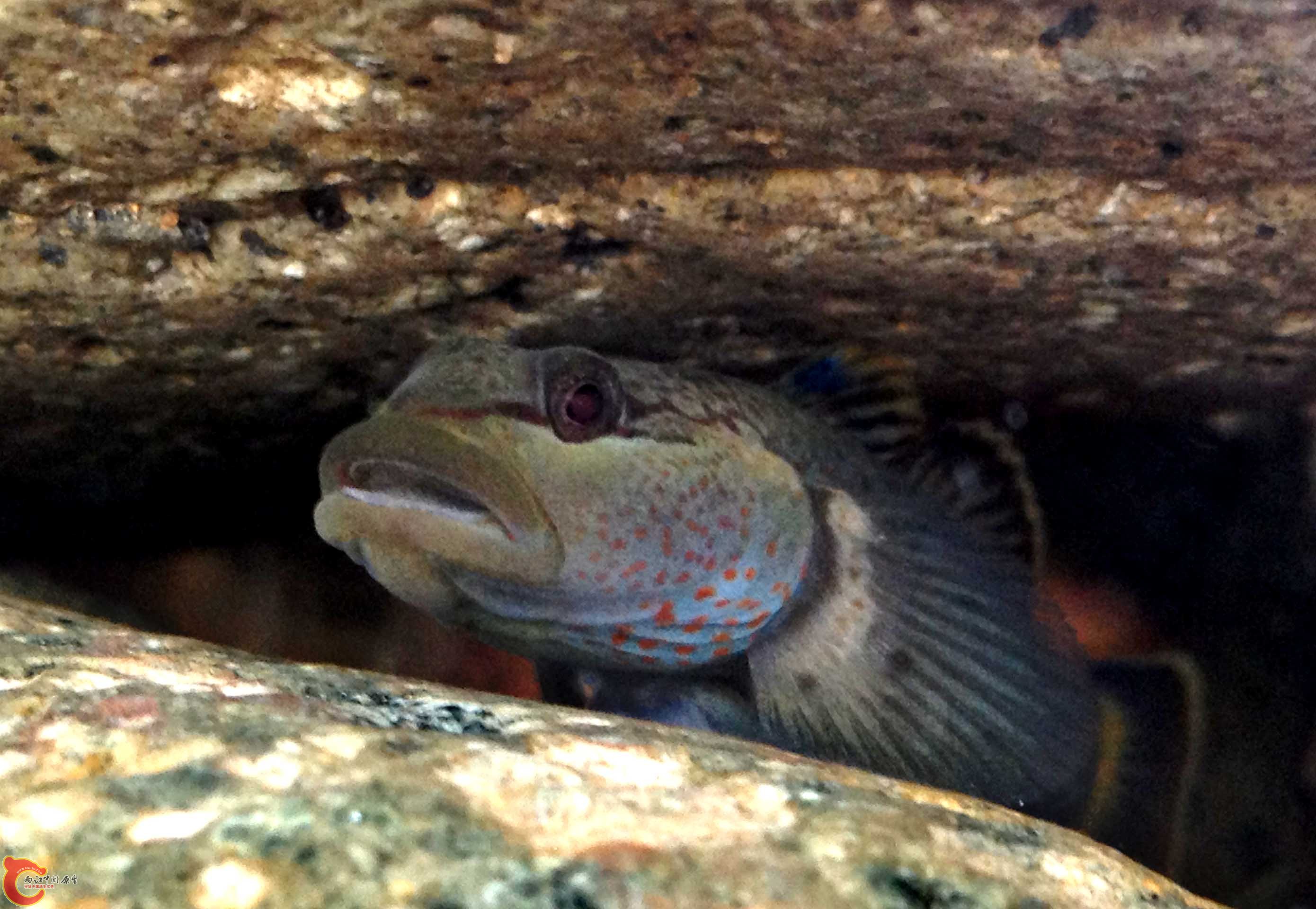 活腻了，赶紧滚！