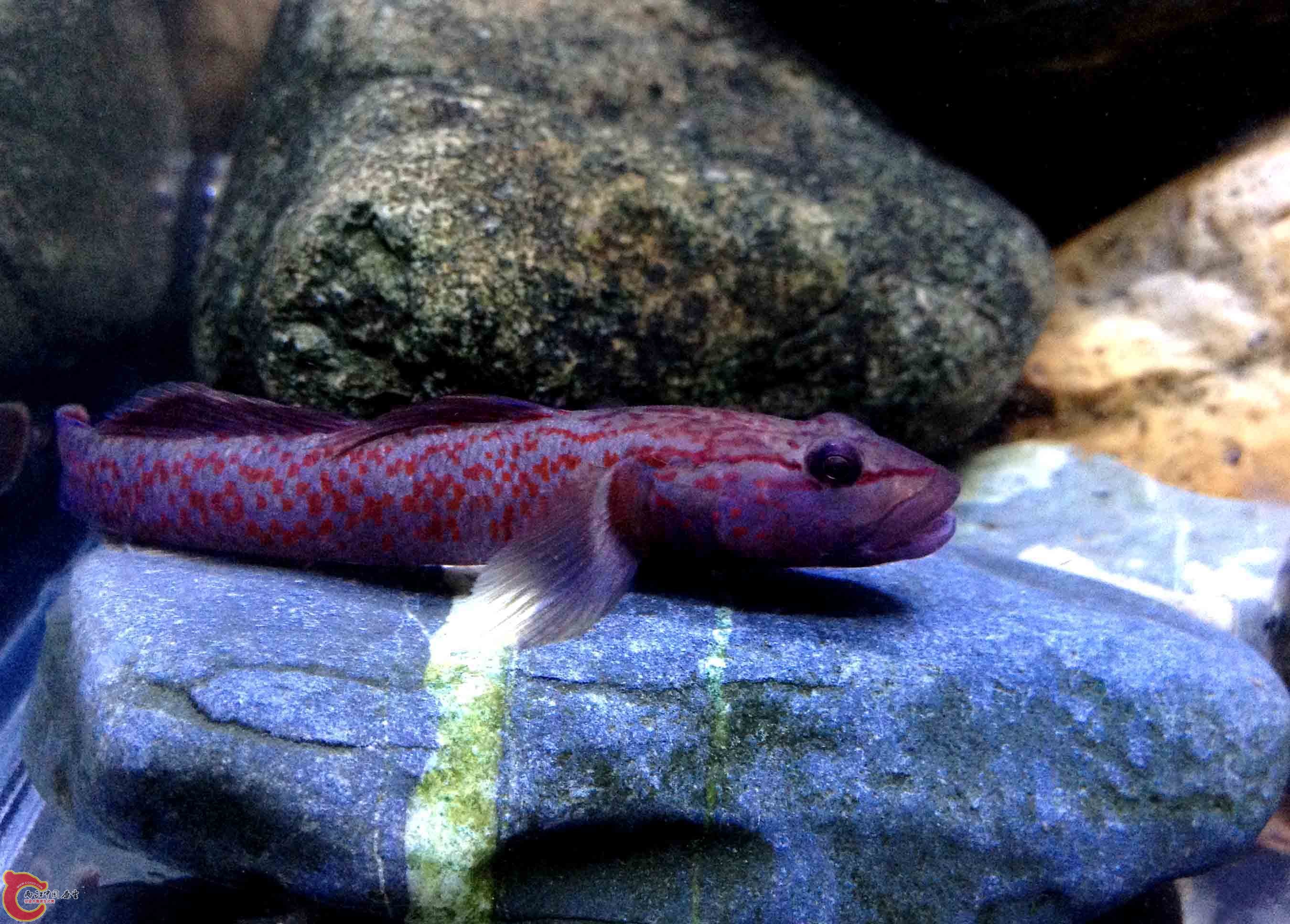 这个是老大！长约10公分上下，通体紫红色，霸气十足，出没次数最少，这是难得捕获尊荣，往往神出鬼没，所到 ...