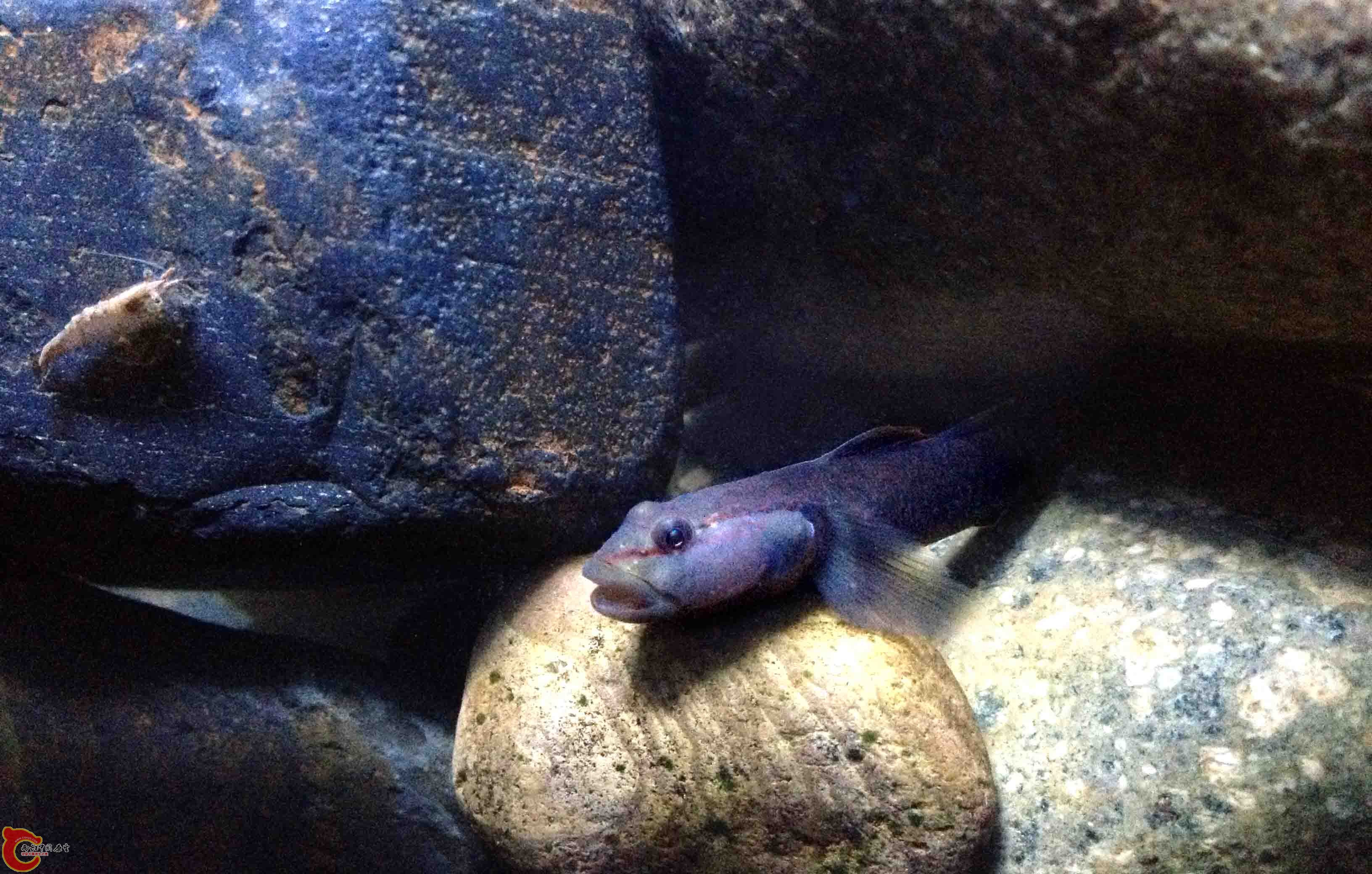 这是老三，见了老大就跑，碰到老2总想试一试，每次都以失败告终，只能卧薪尝胆。