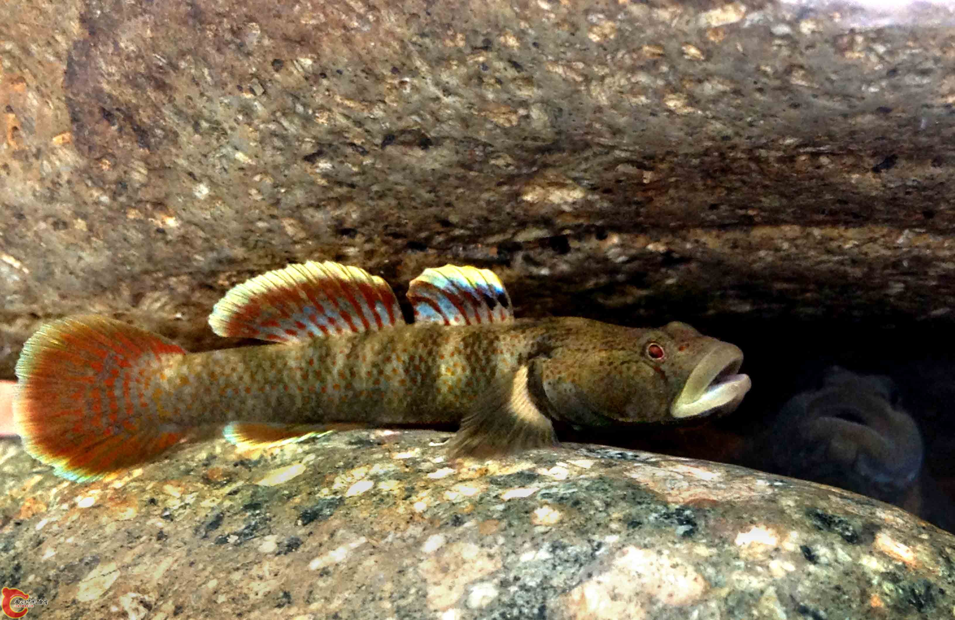 寻找一个藏身之地不容易，往往一个萝卜一个坑，没有实力那肯定是住不起房的