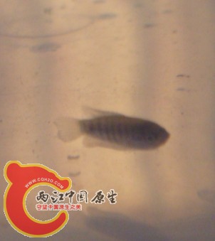 未知名小鱼2.jpg