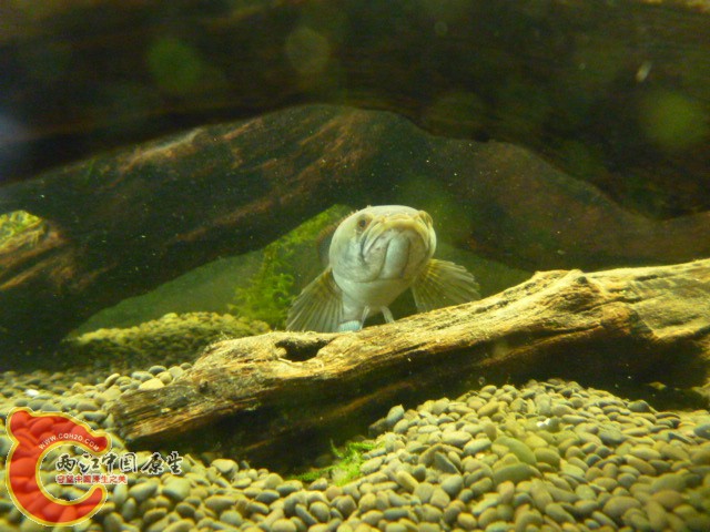 P1070827.JPG