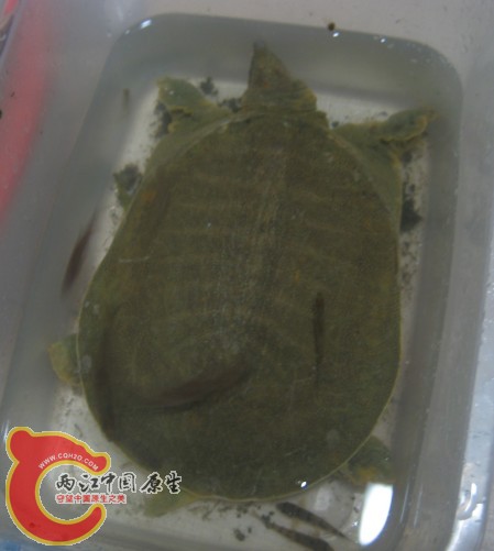 大概有3斤左右