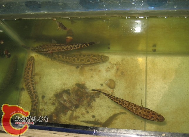 4条乌鱼大的有20cm
