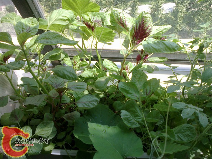 large_rzj9_0f61000044a31260.jpg